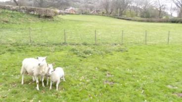 El aparato se encontraba demasiado cerca de los animales.