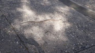 La víbora generó temor en el parque.