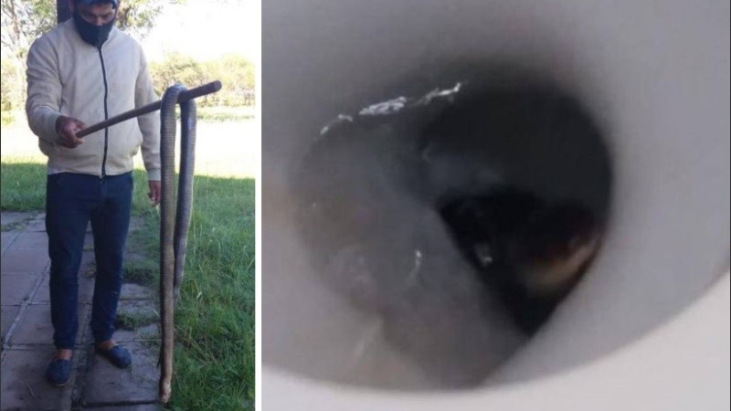 Un padre logró sacar la serpiente y la devolvió al campo.