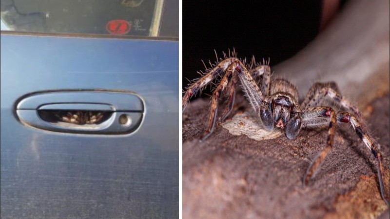La araña Huntsman es también conocida como araña cangrejo.