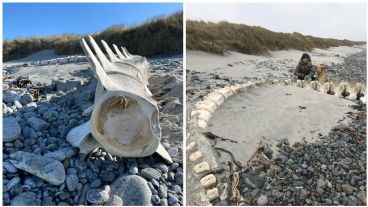El descubrimiento del esqueleto se dio cuando la pareja paseaba con su perro.
