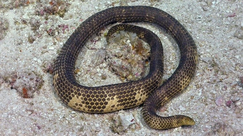 Desde 1998 no se veía una igual.