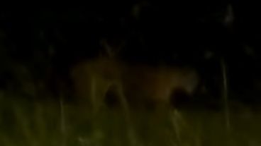 El puma registrado por vecinos de Roldán.