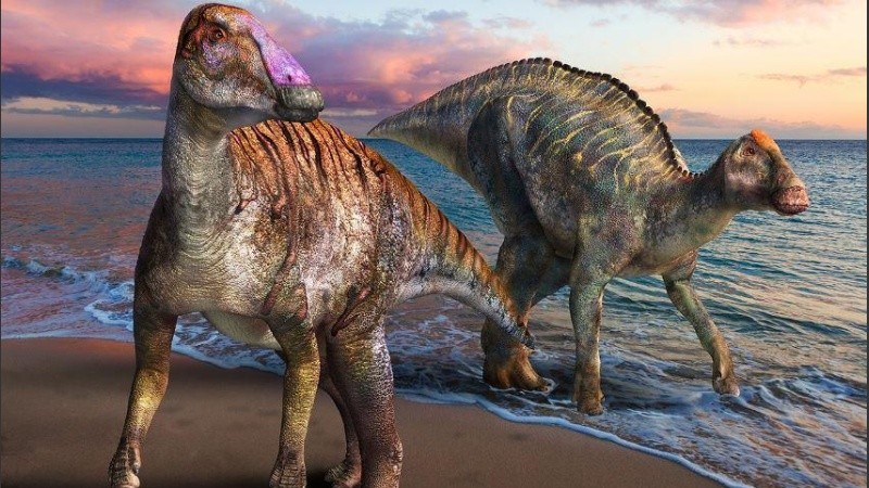 Los restos tendrían más de 70 millones de años.