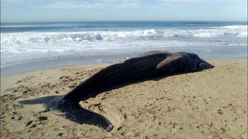 La ballena fue arrastrada por la corriente hacia la orilla del balneario Guillermo.