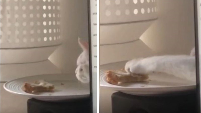 El gato llamado Koumpara es un 