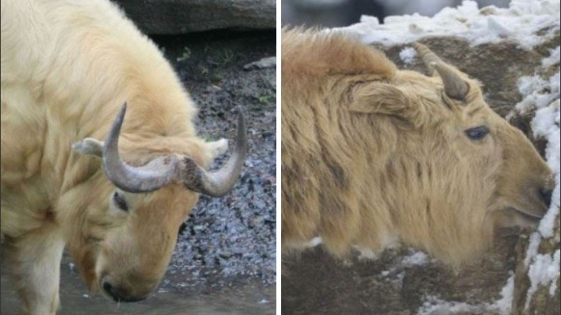 Tienen patas cortas y pezuñas en los dedos.