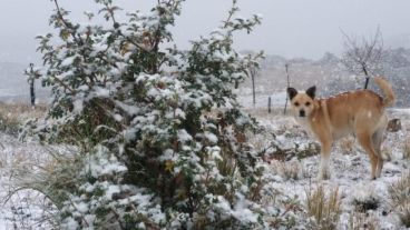 También está cayendo nieve en el Cerro Negro y en las Altas Cumbres, en el tramo El Cóndor - Copina.