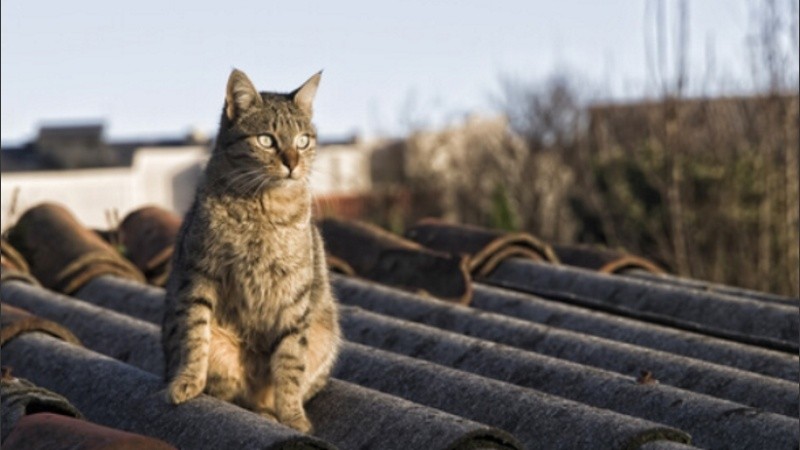 El tirador fue acusado de los delitos de maltrato animal y violación de medidas contra la pandemia, luego de que sus vecinos lo denunciaran por haber atacado a sus mascotas con un aire comprimido.