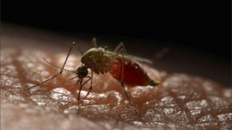 El primer lote de mosquitos fue liberado la semana pasada en los Cayos de Florida, situados al sur de la costa del estado.