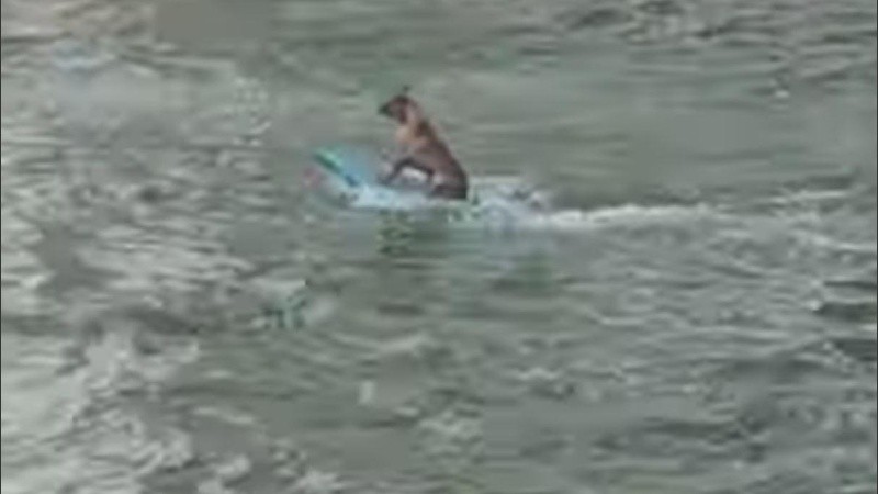 En el video se puede apreciar cómo los espectadores se sorprendían.