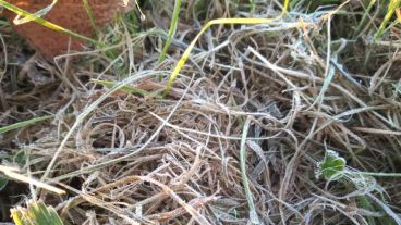 Así amaneció el pasto en Zavalla.