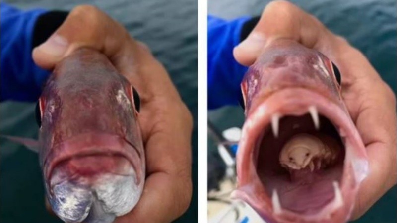 Es un piojo que usa sus garras para ingresar a la boca de los peces.