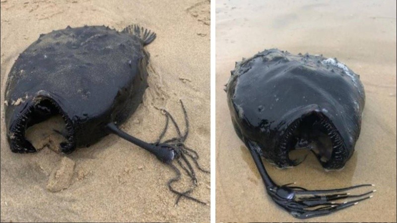 Se trata de un pez negro con una aleta larga dorsal que sale desde la boca.