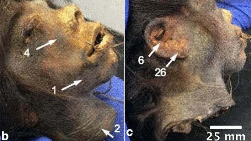 Esta tsantsa en particular fue adquirida en 1942 por James Harrison.