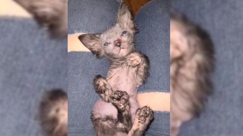 La extraña gatita es fruto de una mutación genética.