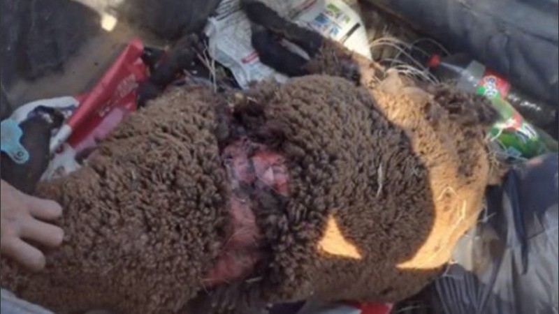 La oveja muerta en el campo de Soldini.