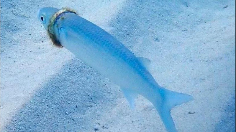 Unos meses Susan Prior, buceadora, encontró el anillo en un salmonete.