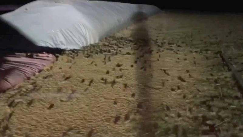 Hasta el momento, la invasión de ratones se encuentra fuera de control. 