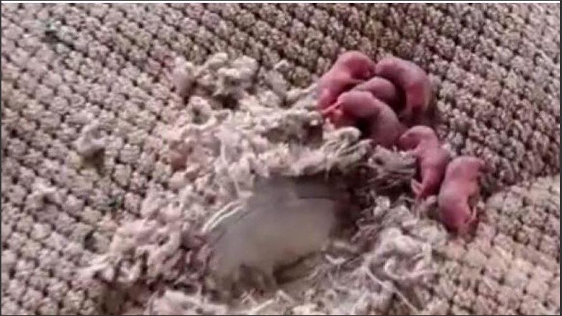 La tiktoker se enterneció al ver estas pequeñas criaturas.