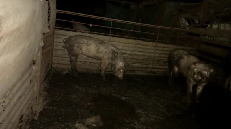 Algunos de los animales de granja encontrados.