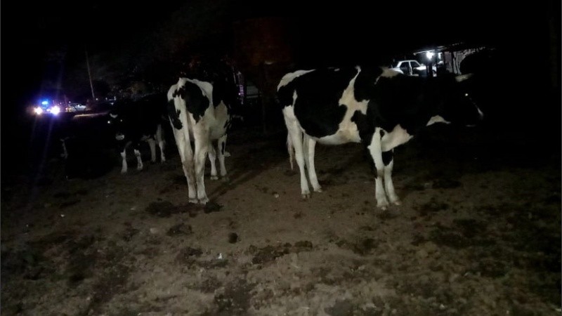 Algunos de los animales de granja encontrados.