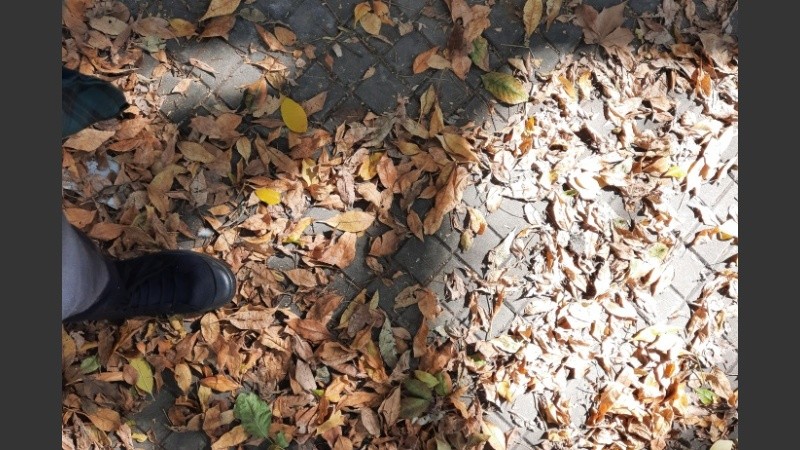 A pisar hojas secas. 