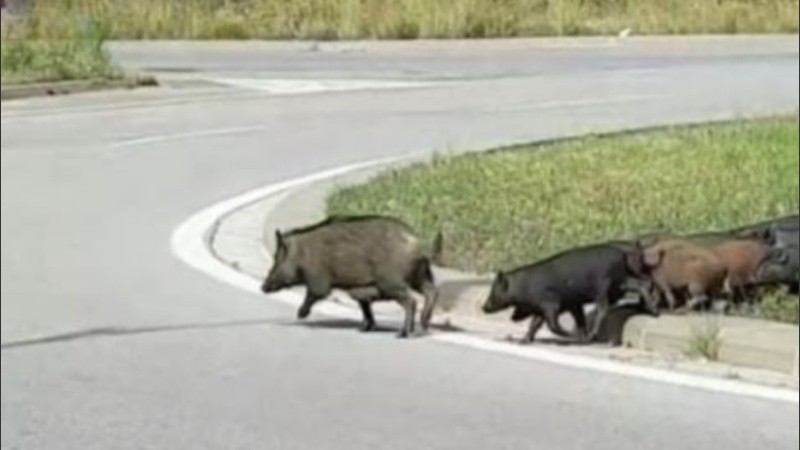 Las imágenes se pudieron conocer a través de las redes sociales.