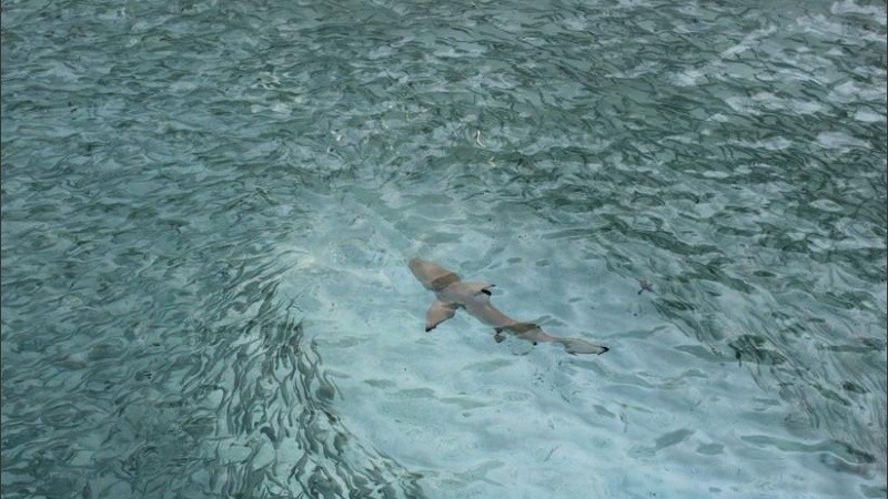 Al menos dos tiburones fueron avistados cerca del lugar del ataque.