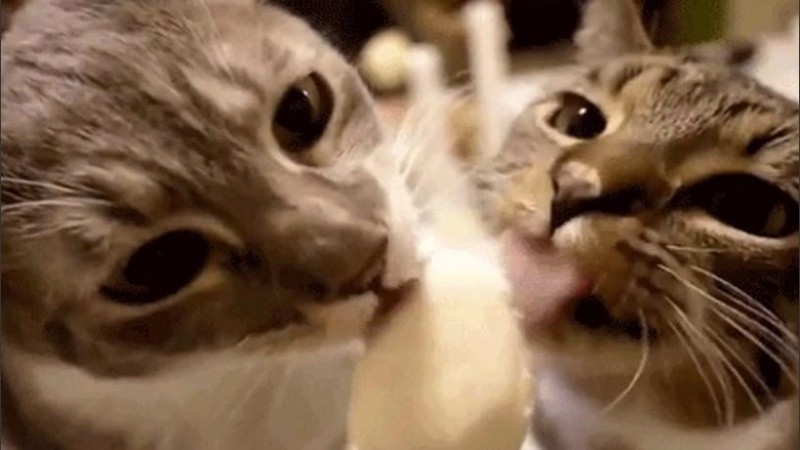 Fue atacada por un gato callejero en el mes de marzo.