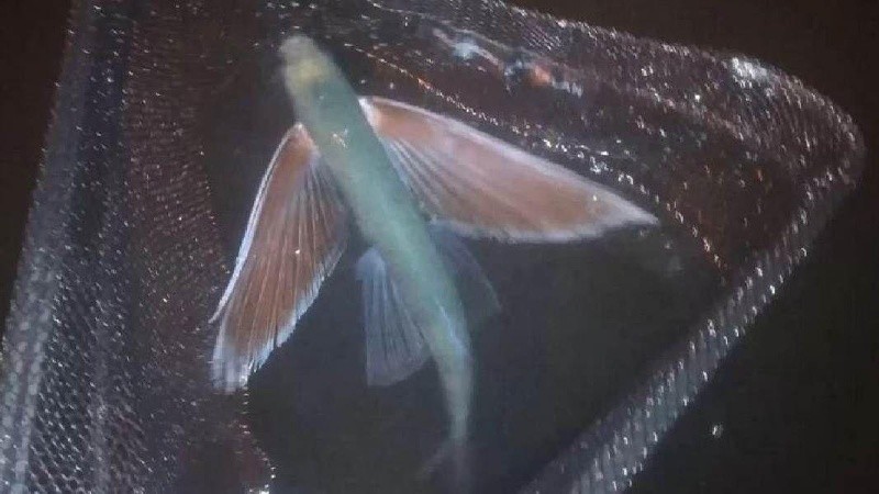 Estas especies tienen forma de torpedo aerodinámico.