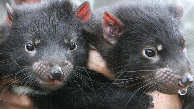 Los demonios de Tasmania pesan hasta 8 kilos.