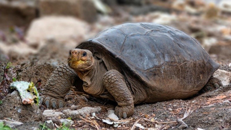 Fernanda, como fue llamada la tortuga, tenía poco peso cuando fue encontrada en su hábitat.