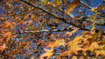 Los colores amarillos y naranjas de las hojas embellecen el parque Urquiza.