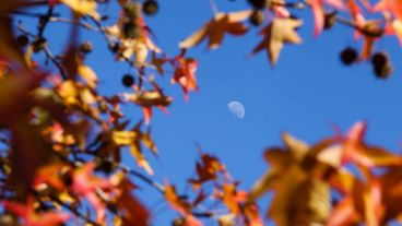 Los colores amarillos y naranjas de las hojas embellecen el parque Urquiza.