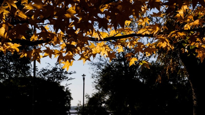 Los colores amarillos y naranjas de las hojas embellecen el parque Urquiza.