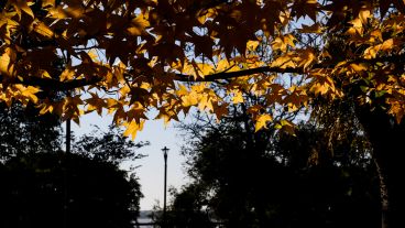 Los colores amarillos y naranjas de las hojas embellecen el parque Urquiza.