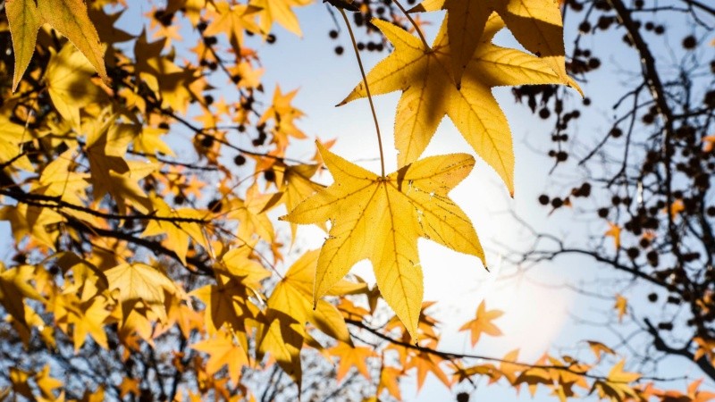 Los colores amarillos y naranjas de las hojas embellecen el parque Urquiza.