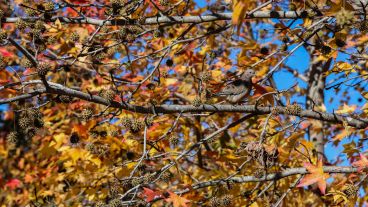 Los colores amarillos y naranjas de las hojas embellecen el parque Urquiza.