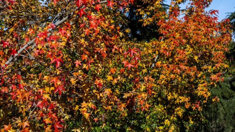 Los colores amarillos y naranjas de las hojas embellecen el parque Urquiza.