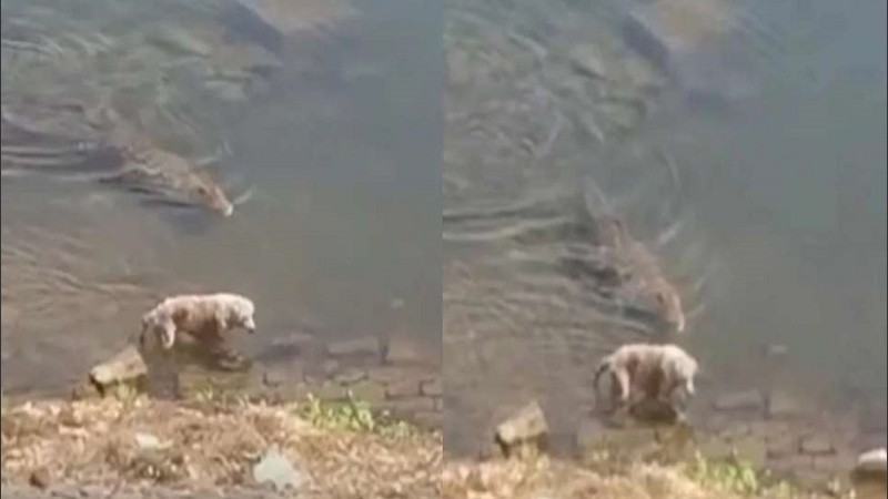 Un trabajador de la zona dijo que el río está repleto de cocodrilos.