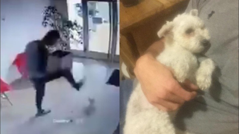 El maltrato animal puede ser penado con prisión de 15 días a 1 año. 