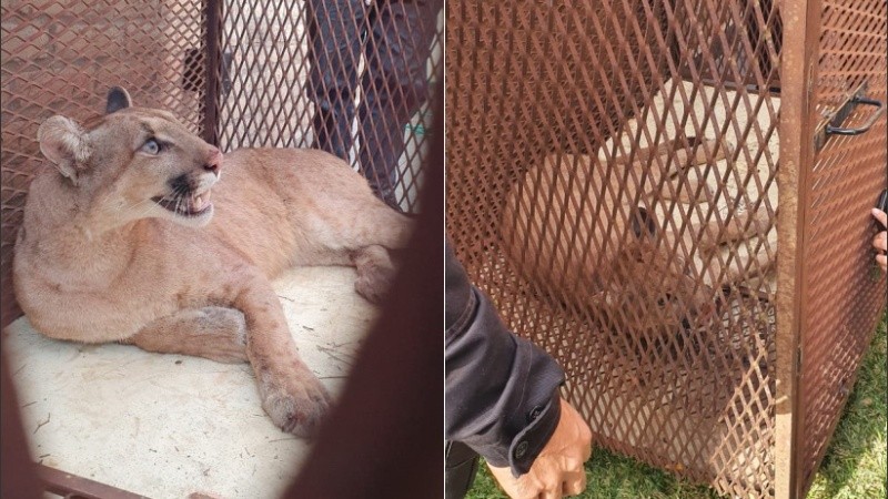El puma atrapado finalmente en Armstrong