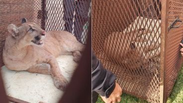 El puma atrapado finalmente en Armstrong