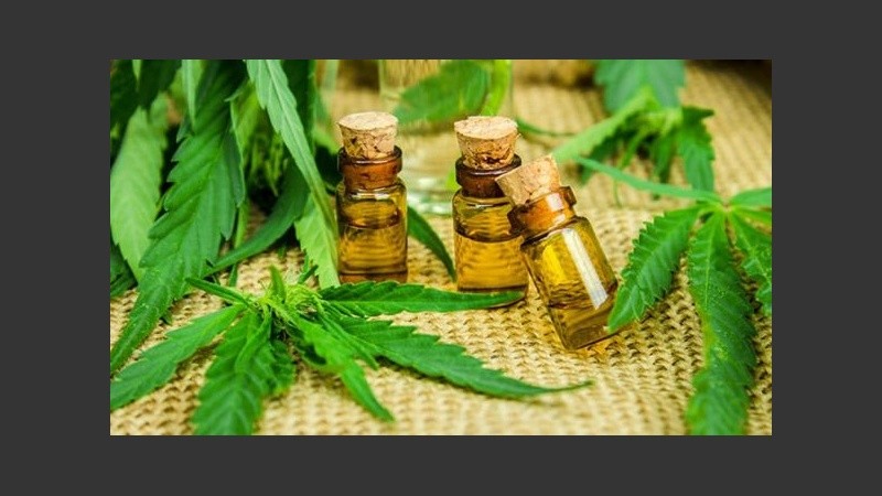 El gobierno busca regular la actividad y sacar provecho económico, además del medicinal.