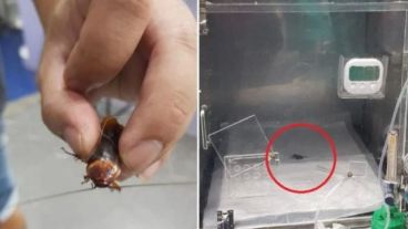 Se desconoce el actual estado de salud de la cucaracha.