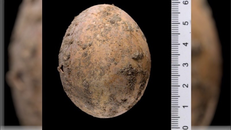 Mientras los arqueólogos retiraban el huevo, la cáscara se rompió.