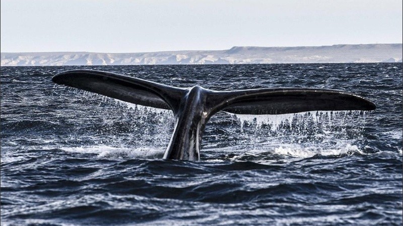 Las ballenas no forman manadas sino que se desplazan en forma solitaria.