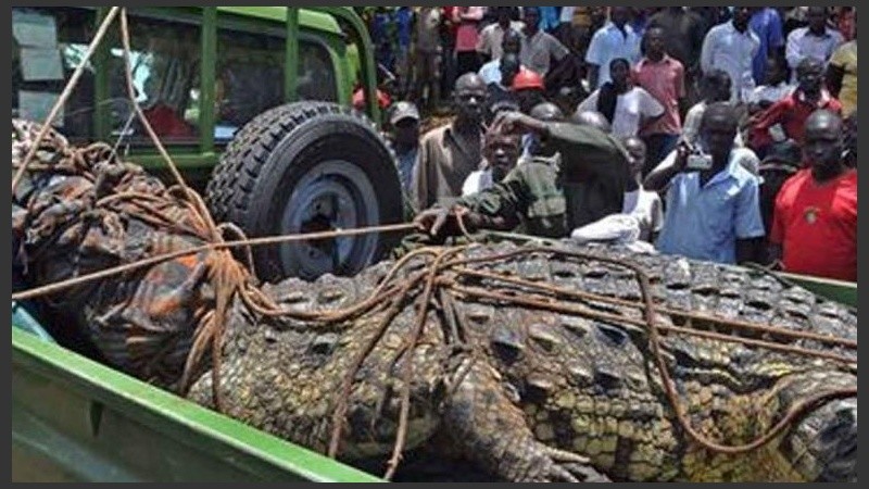 El reinado mortal solo terminó cuando el cocodrilo monstruo fue capturado.