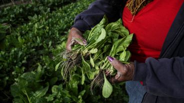Trabajar con la tierra: así es por dentro el Parque Huerta Oeste.